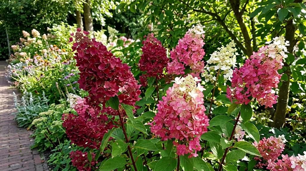 hortensja wiechowata 'Wim's Red'