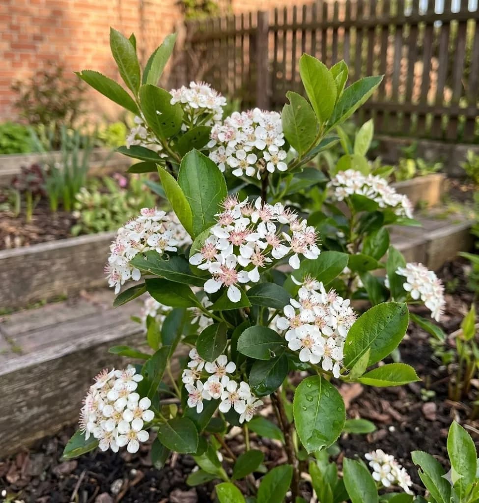 Aronia czarnoowocowa 'Hugin'
