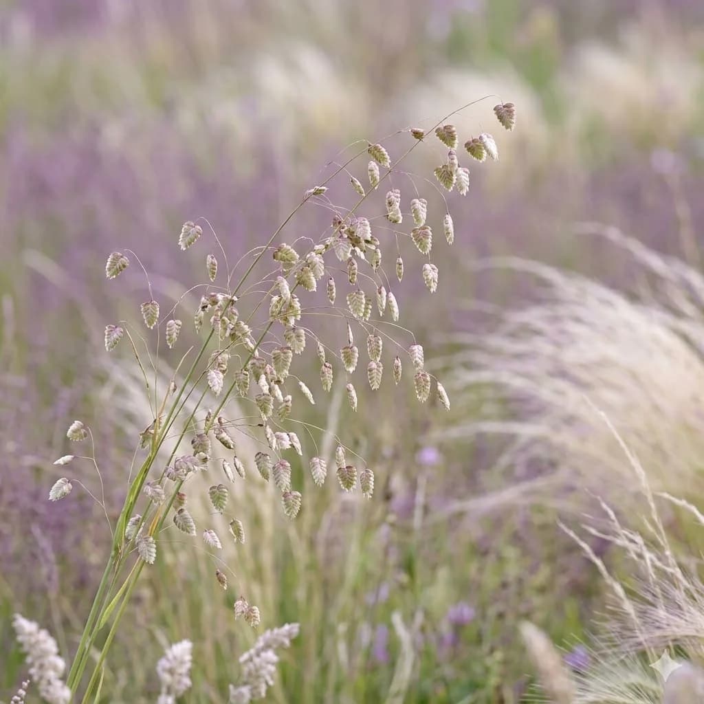 Drżączka średnia – zdjęcie 2