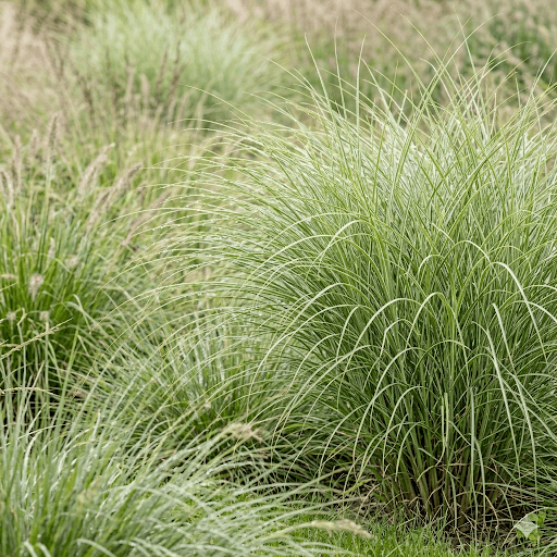 kortaderia pampasowa