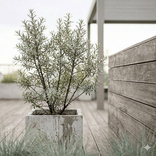 oliwnik wąskolistny