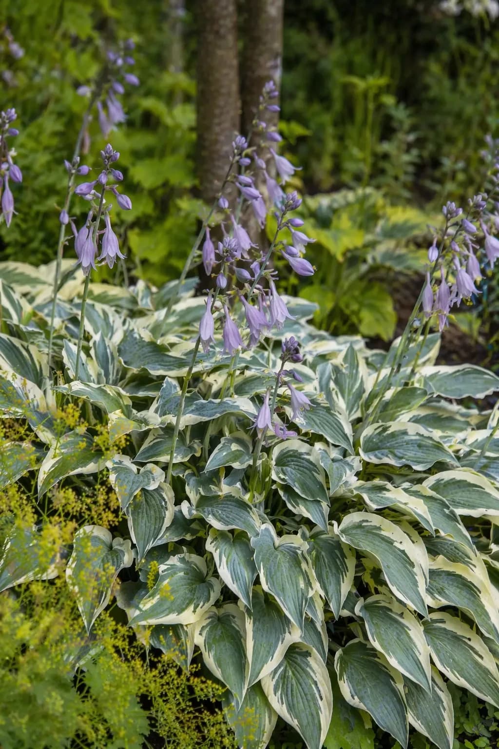 Hosta 'Francee'