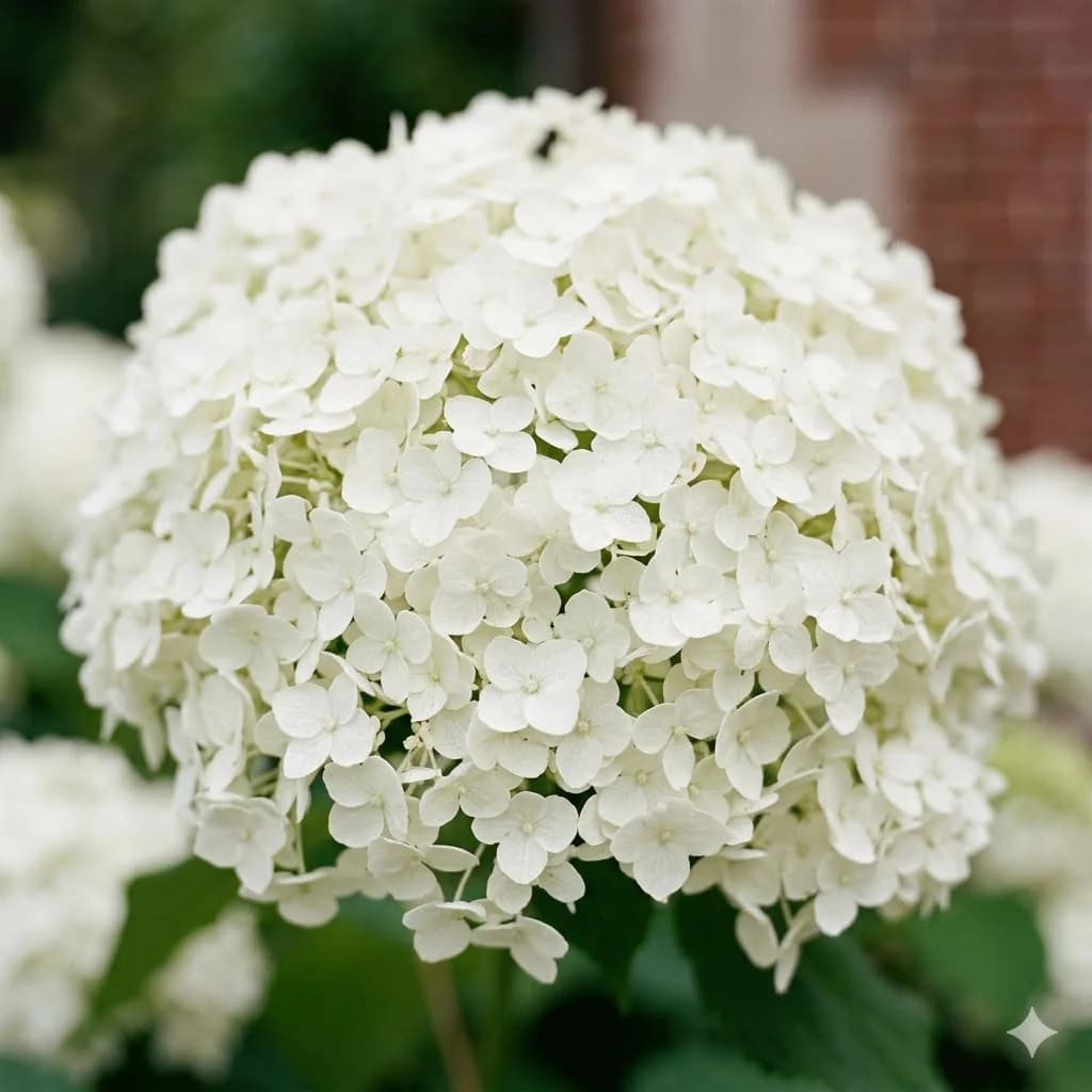 Hortensja krzewiasta 'Candybelle Marshmallow' – zdjęcie 2