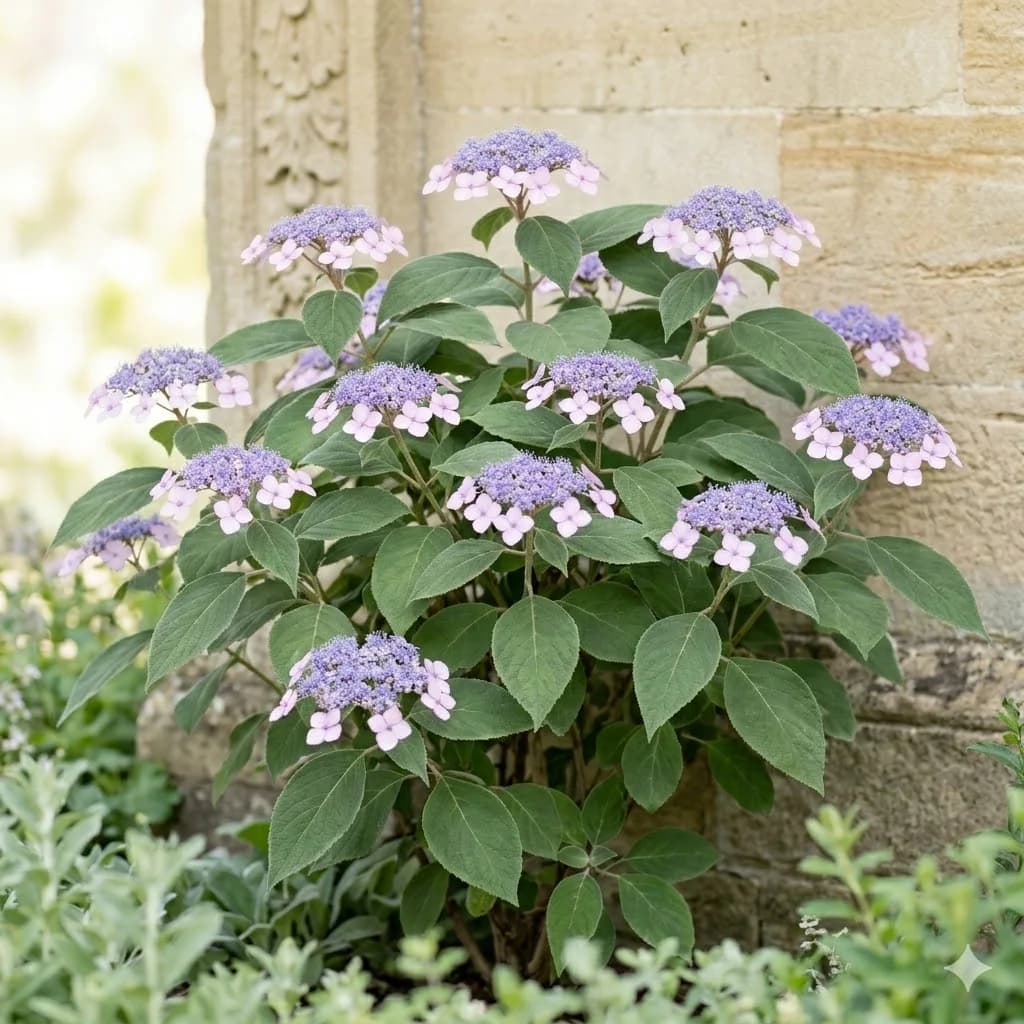 Hortensja kosmata 'Sargentiana'