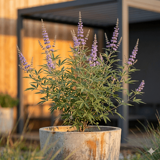 Niepokalanek pospolity – zdjęcie 1