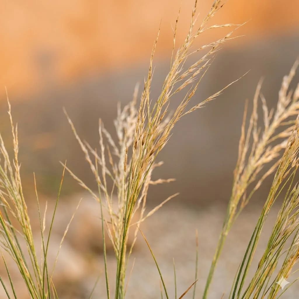 Ostnica Lessinga – zdjęcie 3