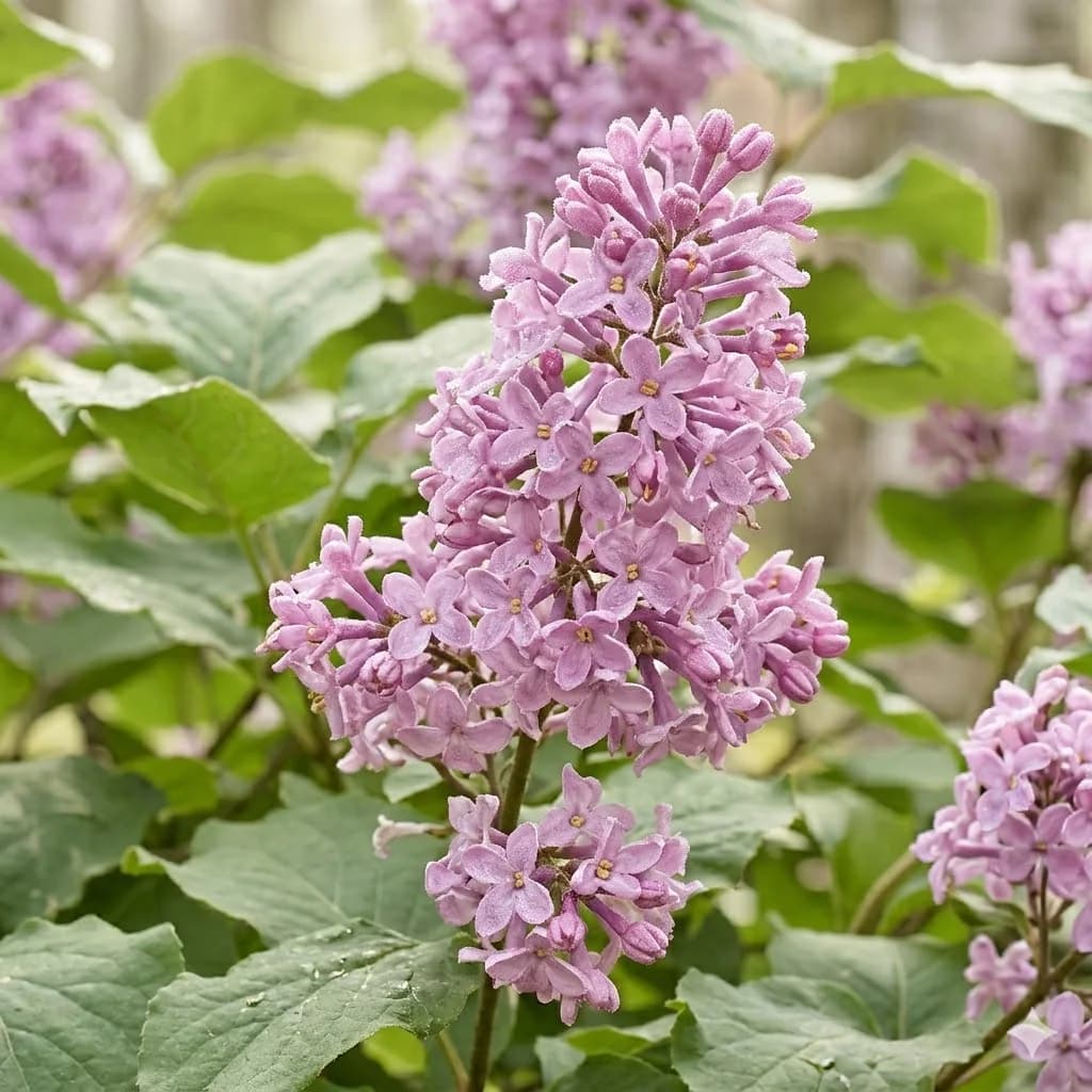 Lilak kosmaty – zdjęcie 3