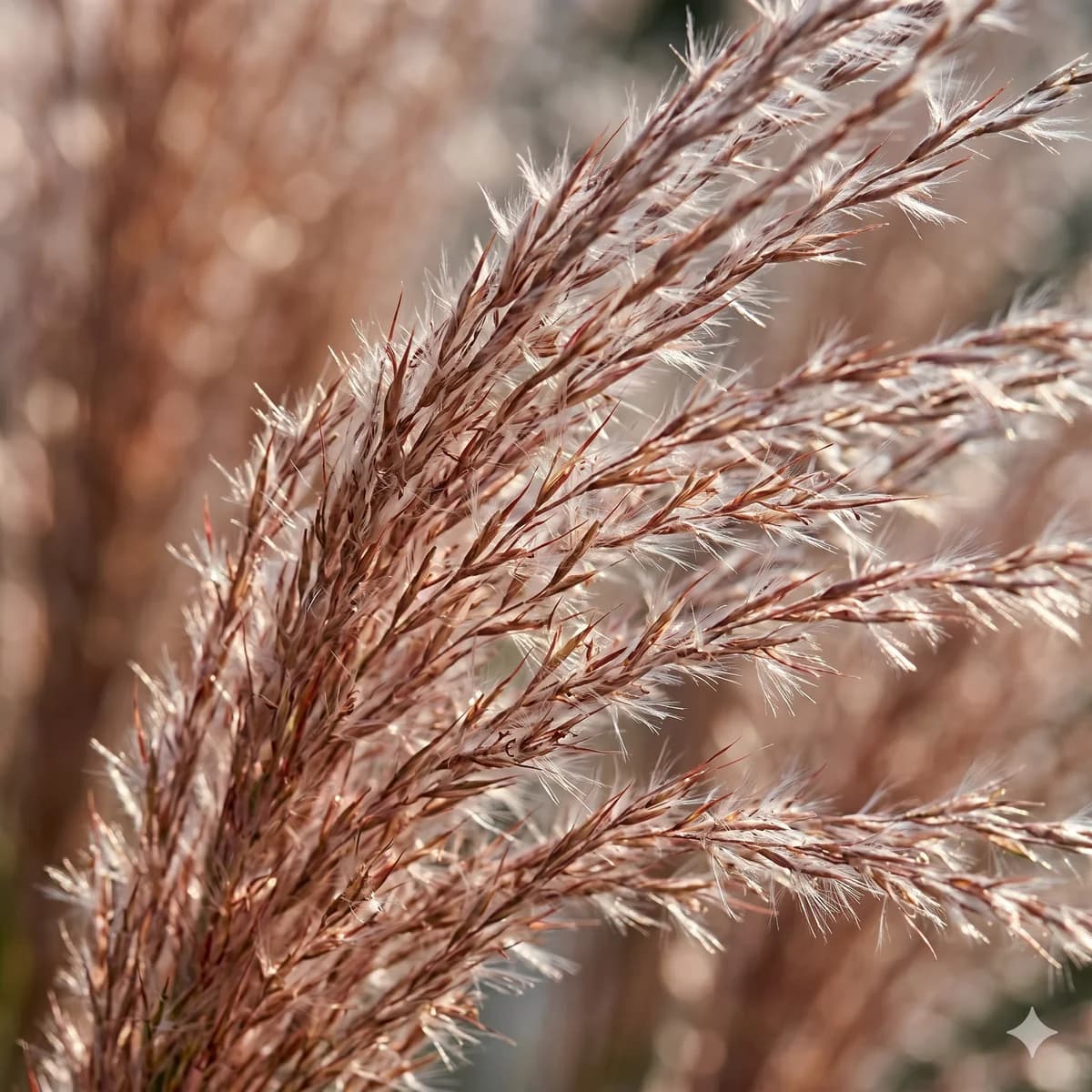 Miskant chiński 'Ferner Osten'