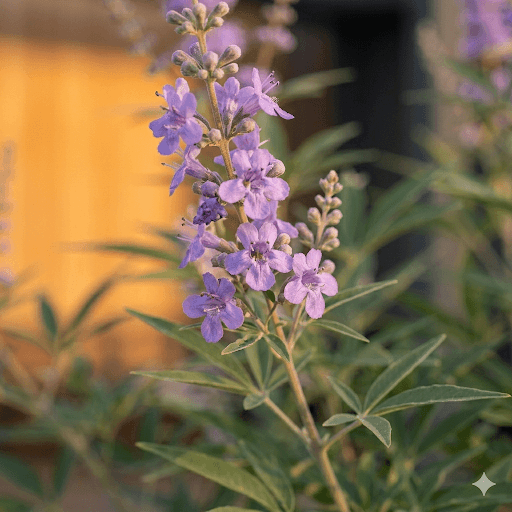 Niepokalanek pospolity