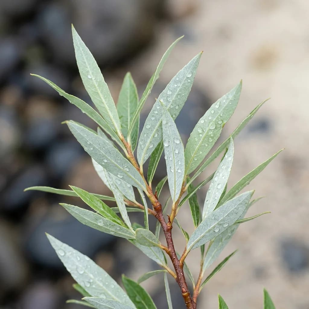 Wierzba 'Flame'