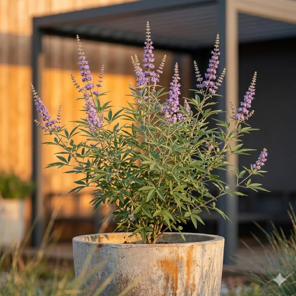 Niepokalanek pospolity