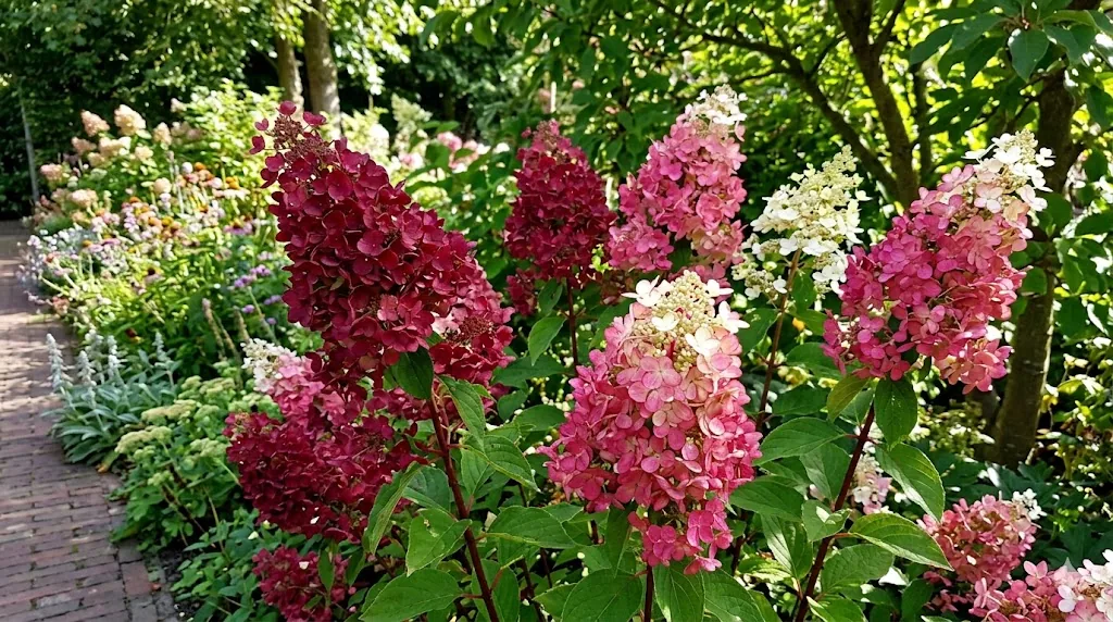 hortensja wiechowata 'Wim's Red'