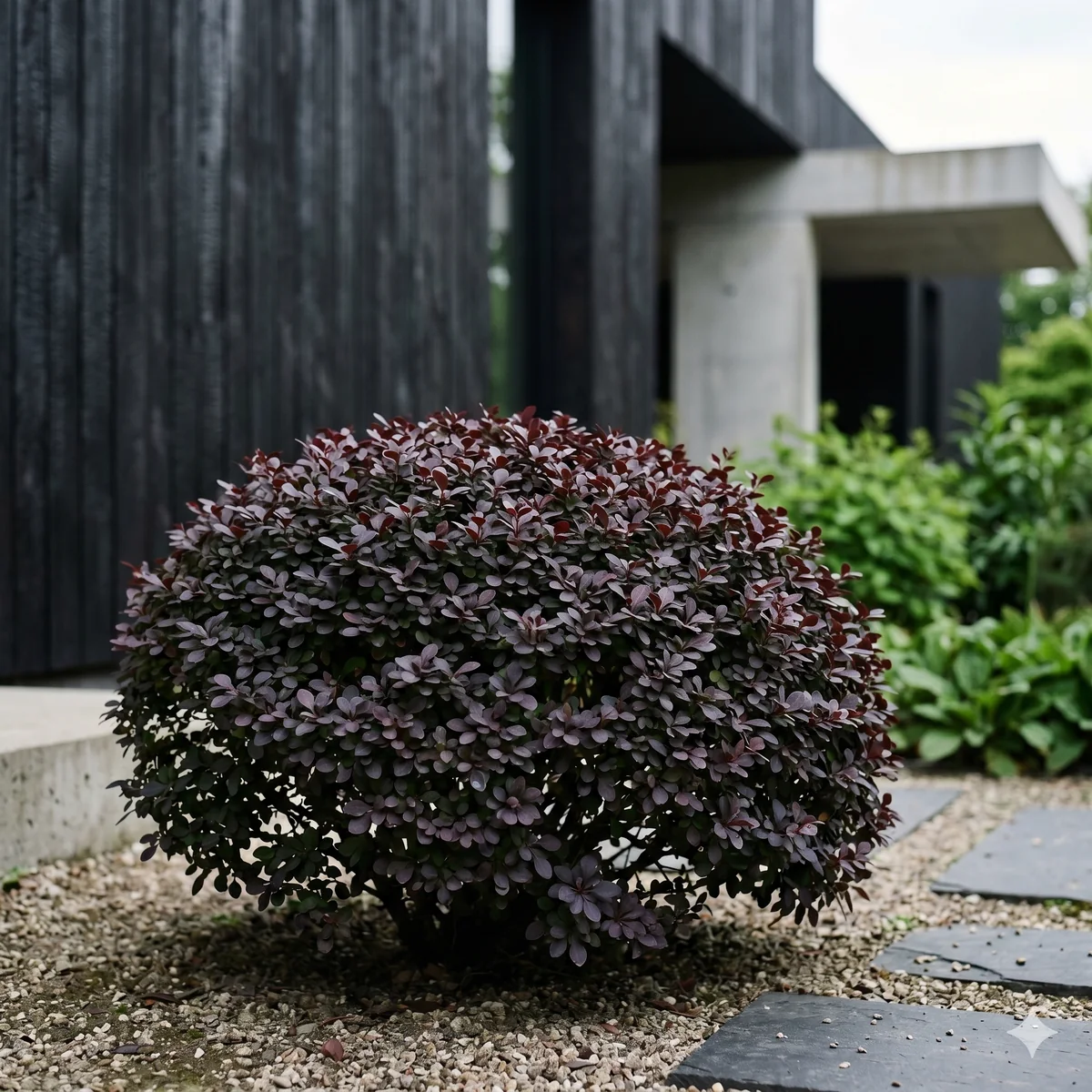 Berberys thunberga 'Atropurpurea' - zdjęcie 2