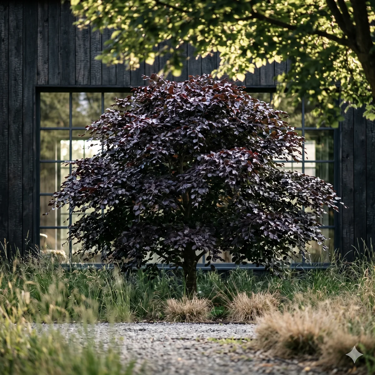 Buk pospolity 'Rotundifolia'