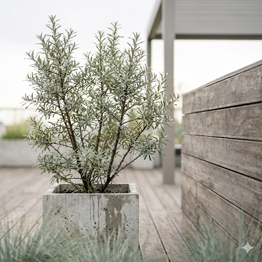 oliwnik wąskolistny