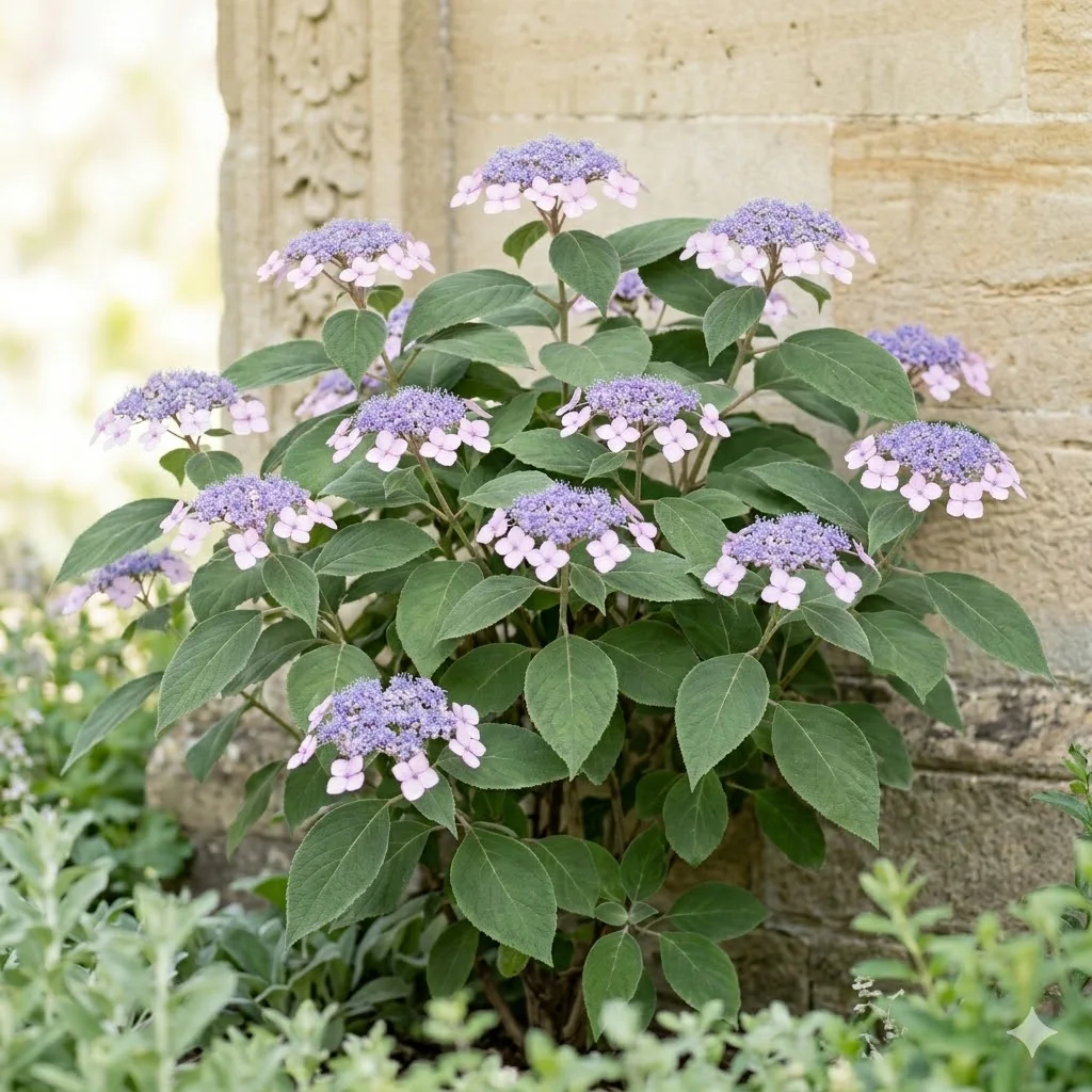 Hortensja kosmata 'Hot Chocolate'
