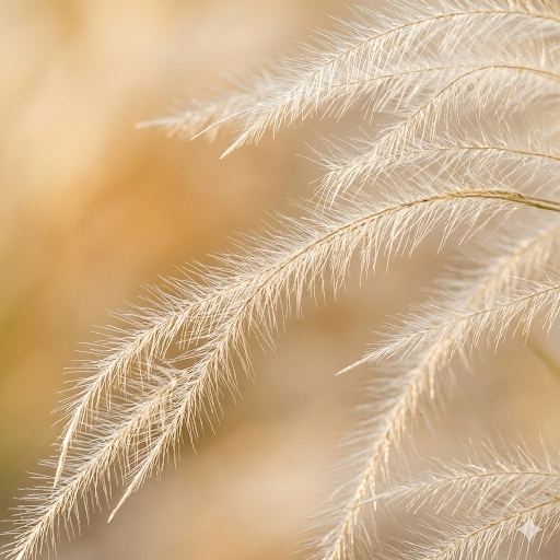 Ostnica piórkowata – zdjęcie 1